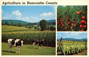 Vintage postcard showing scenes of Buncombe County agriculture.